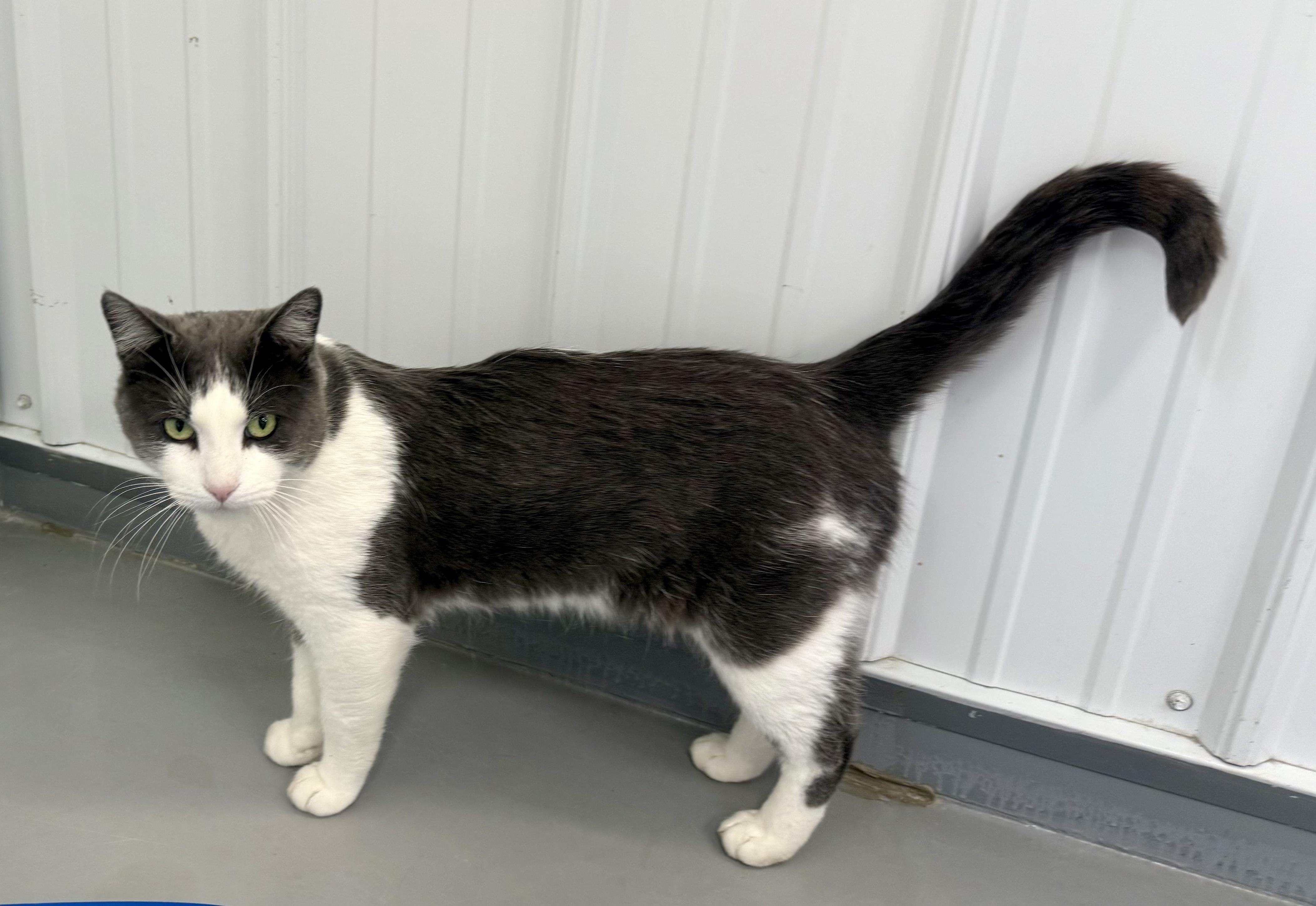 Grey, a Adoptable American Shorthair in Big Rapids, MI image 2/2