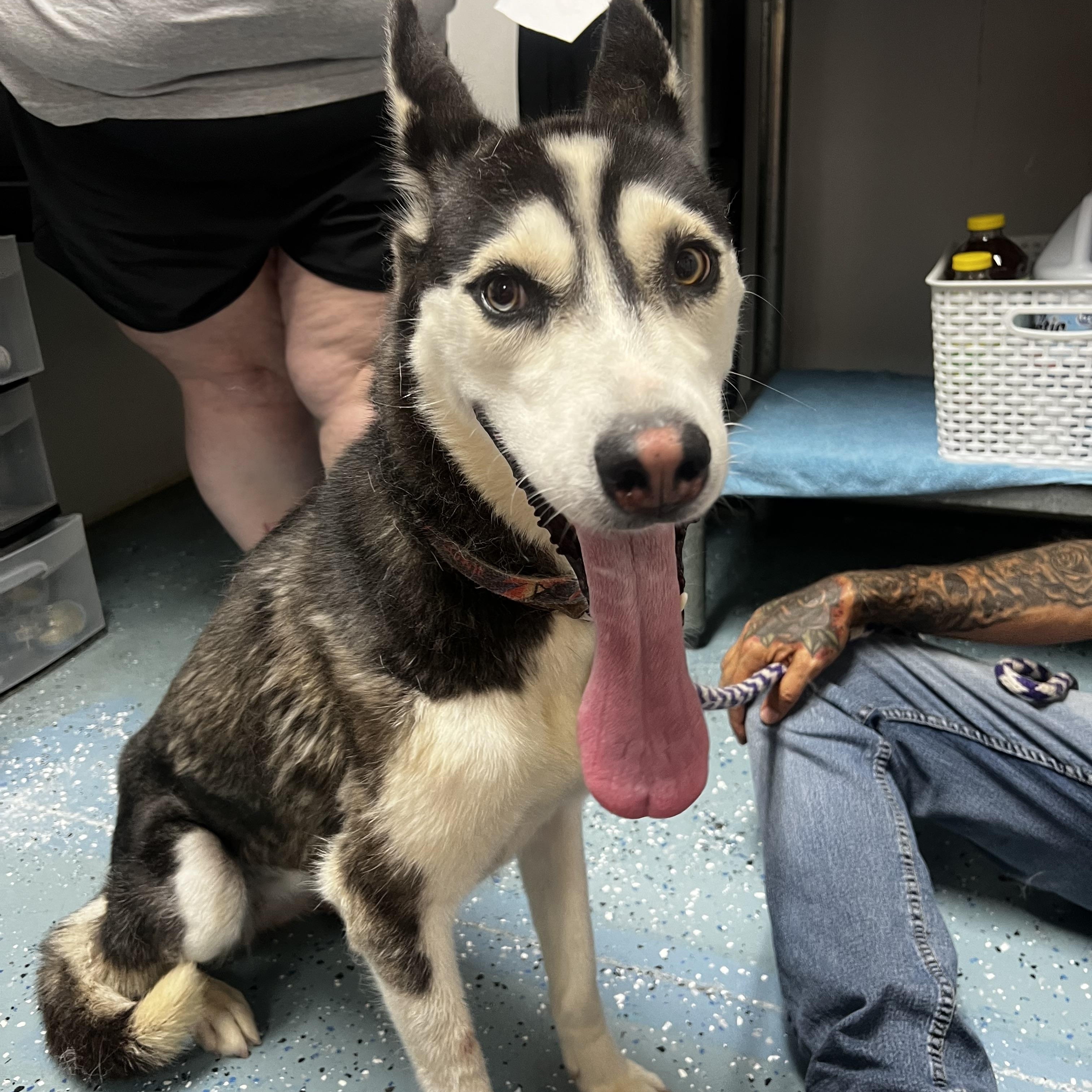 Ava, ADOPTABLE, Adult Female Siberian Husky.