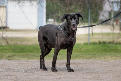Bishop, Adoptable, Adult Male Cane Corso & Mixed Breed.