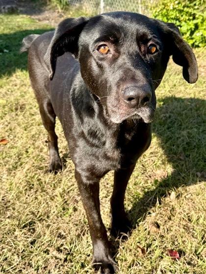 Enlarge Bishop, a Adoptable mixed breed in Port Saint Joe, FL image 1/3