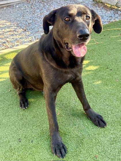 Enlarge Bishop, a Adoptable mixed breed in Port Saint Joe, FL image 2/3