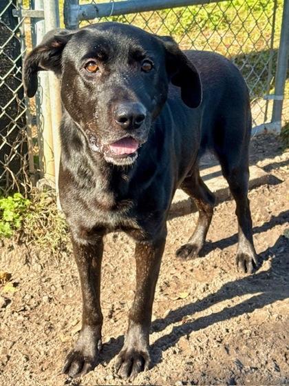 Enlarge Bishop, a Adoptable mixed breed in Port Saint Joe, FL image 2/3