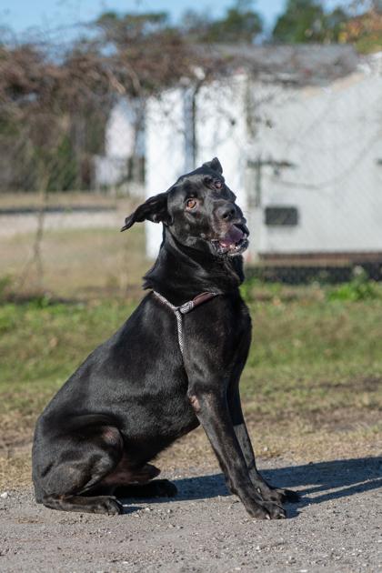 Enlarge Bishop, a Adoptable mixed breed in Port Saint Joe, FL image 3/3