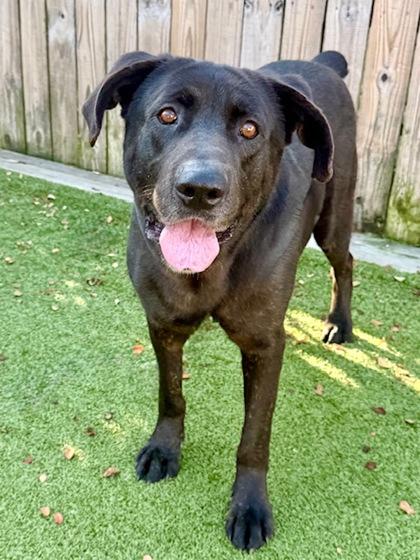 Enlarge Bishop, a Adoptable mixed breed in Port Saint Joe, FL image 3/3