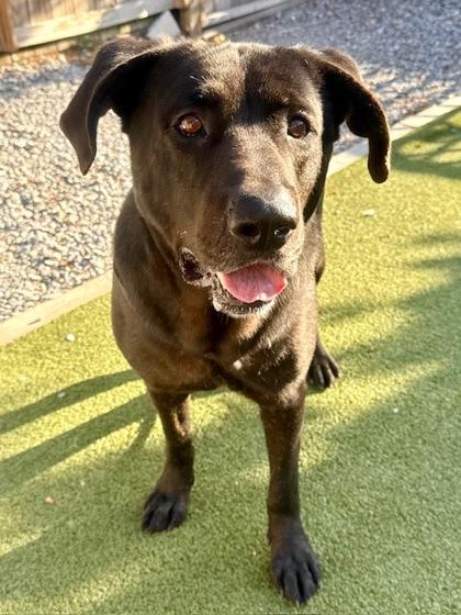 Enlarge Bishop, a Adoptable mixed breed in Port Saint Joe, FL image 3/3