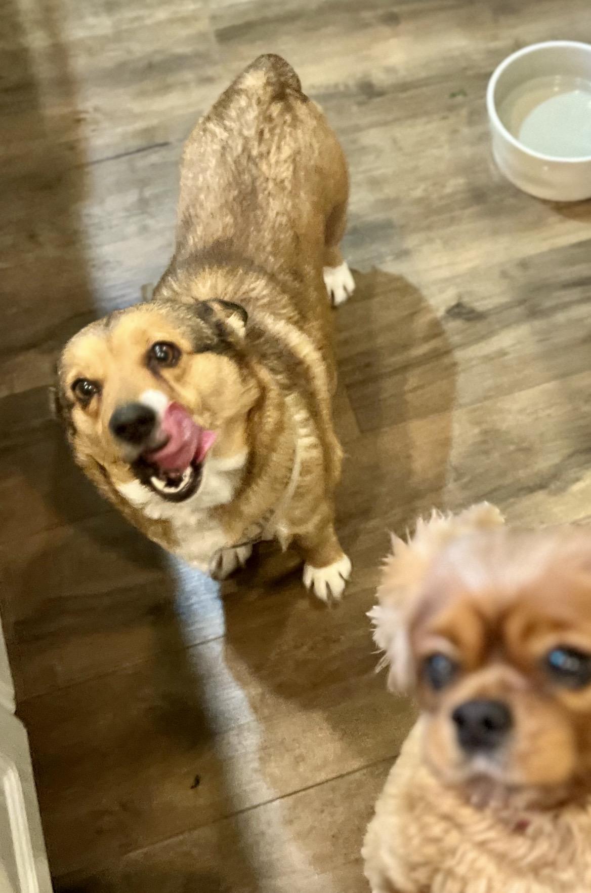 Enlarge WILLOW , a ADOPTABLE Corgi in Media, PA image 3/6