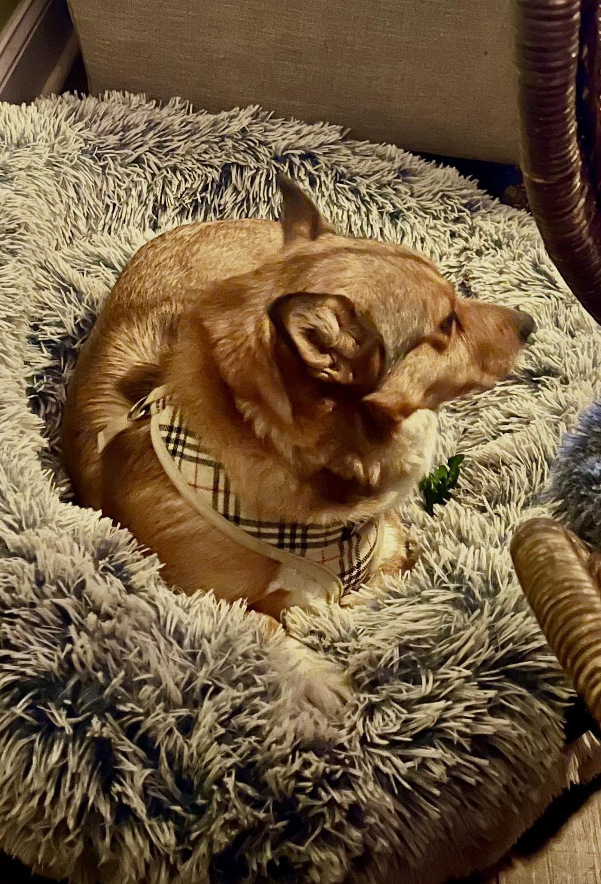 Enlarge WILLOW , a ADOPTABLE Corgi in Media, PA image 4/6