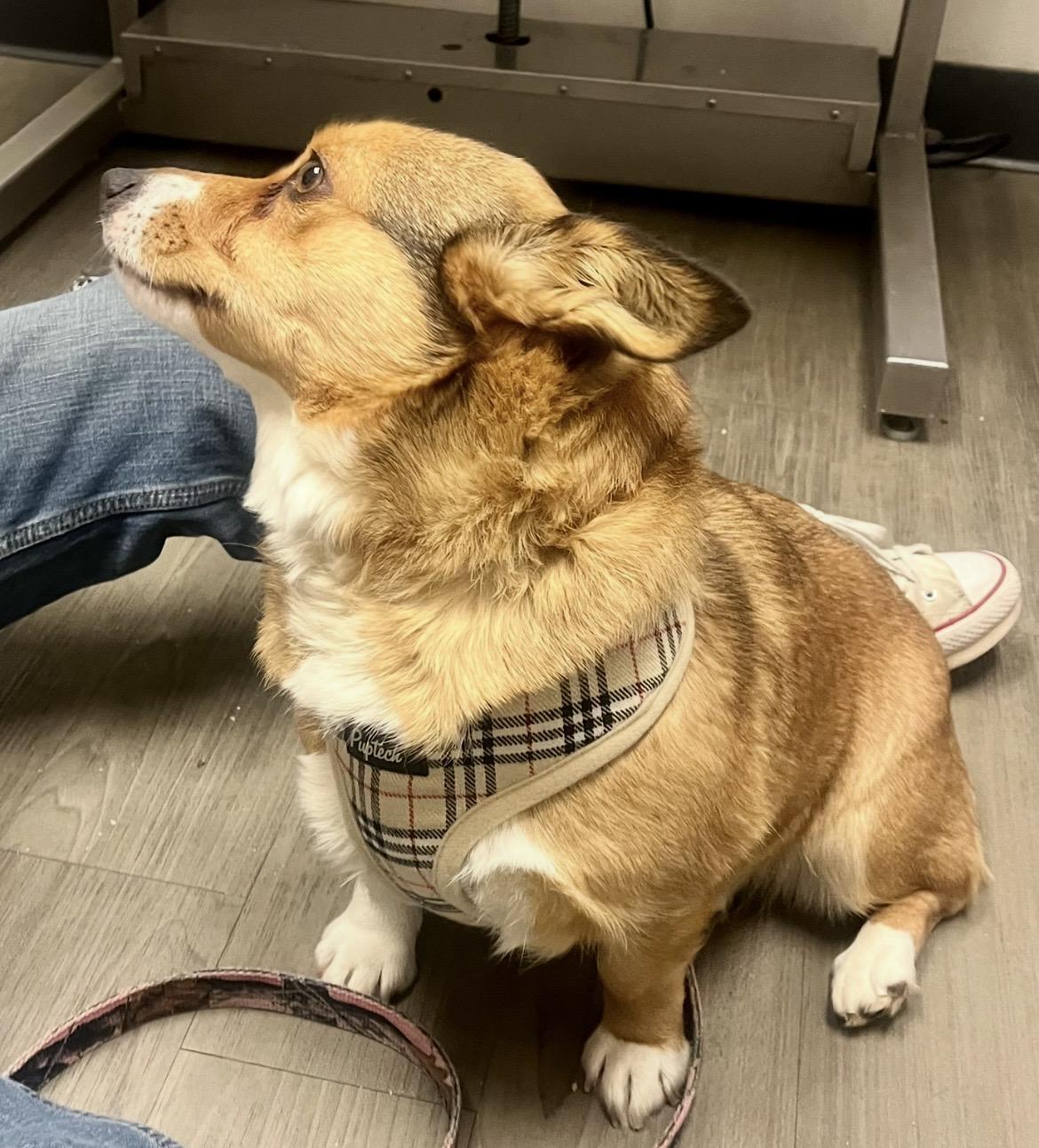 Enlarge WILLOW , a ADOPTABLE Corgi in Media, PA image 6/6
