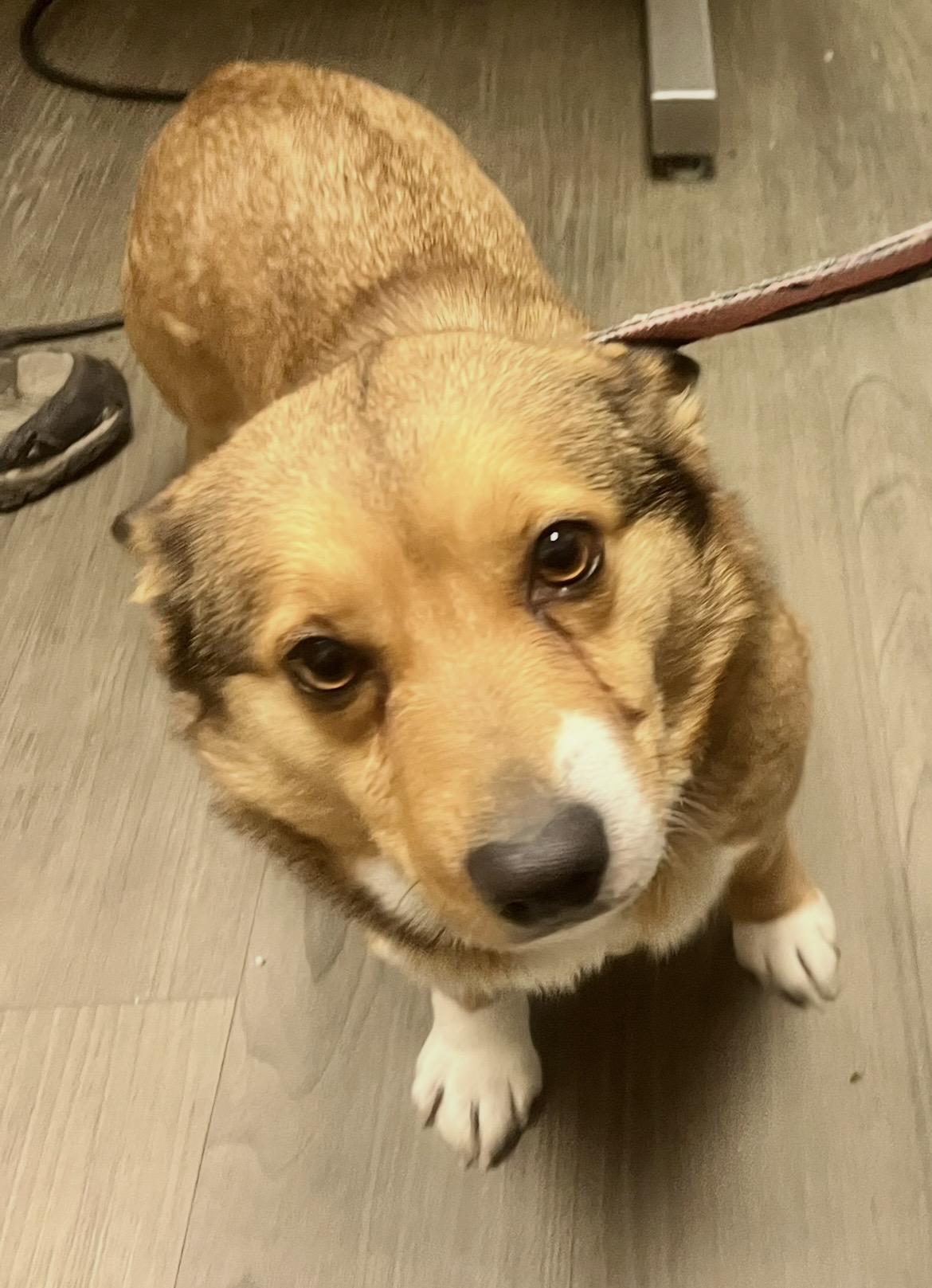 Enlarge WILLOW , a ADOPTABLE Corgi in Media, PA image 1/6