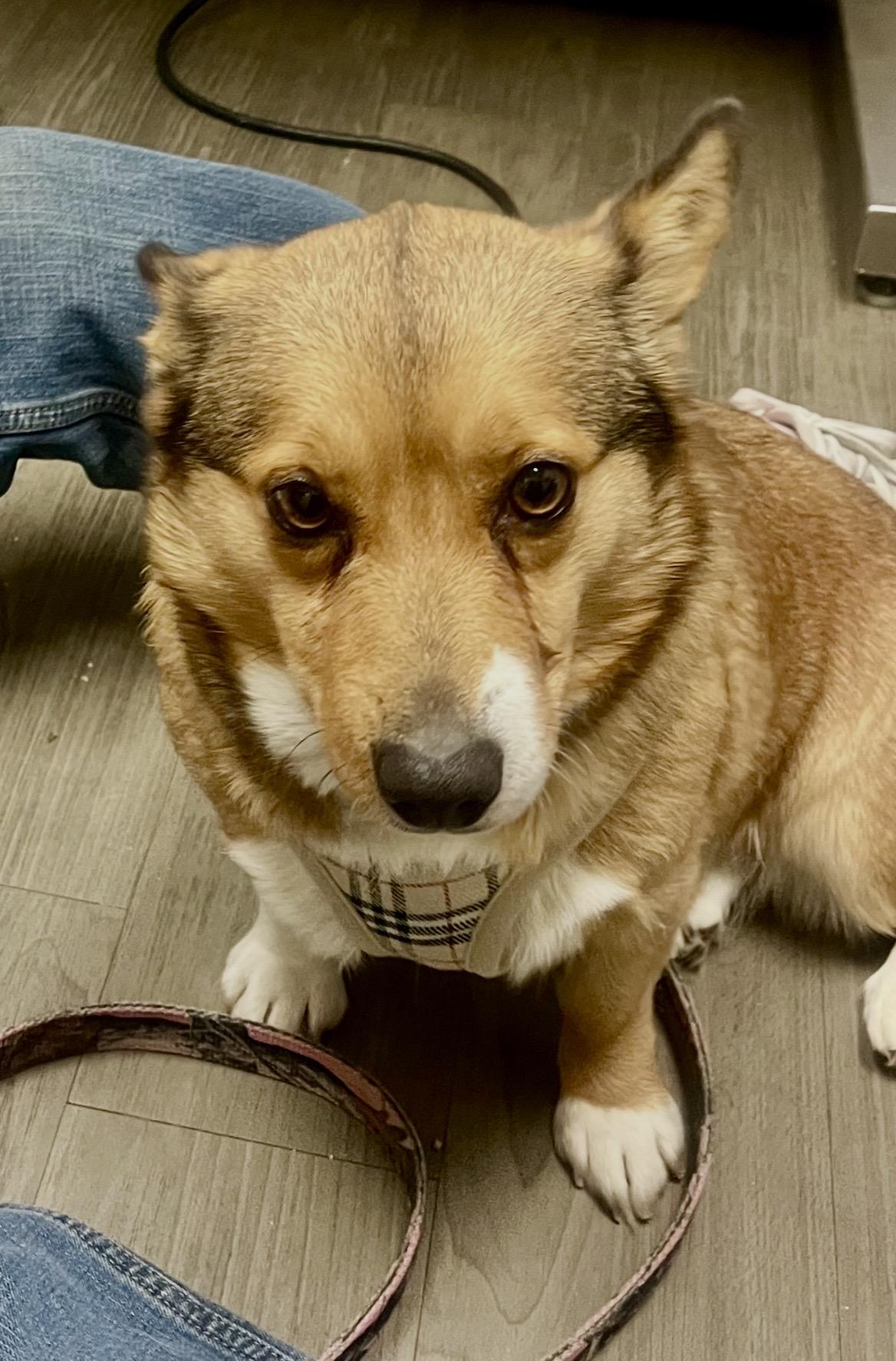 Enlarge WILLOW , a ADOPTABLE Corgi in Media, PA image 5/6