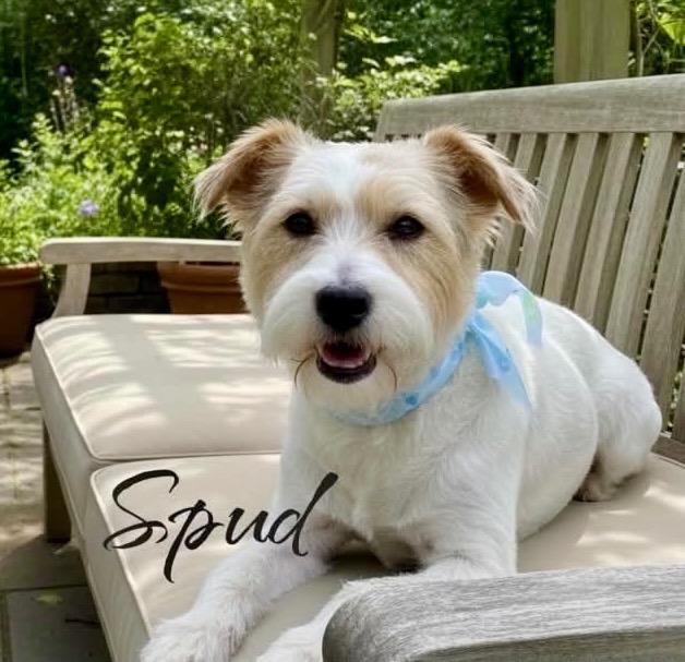 Spud, Adoptable, Young Male Schnauzer.