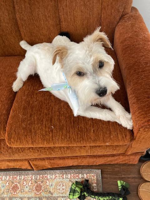 Enlarge Spud, a Adoptable mixed breed in West Bloomfield, MI image 2/6