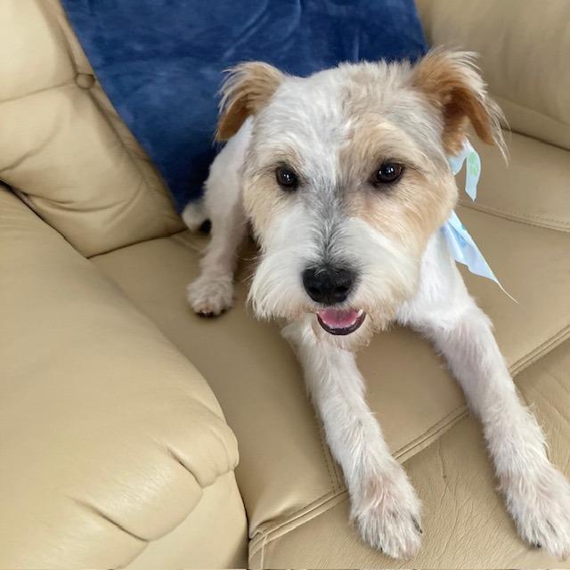 Enlarge Spud, a Adoptable mixed breed in West Bloomfield, MI image 3/6