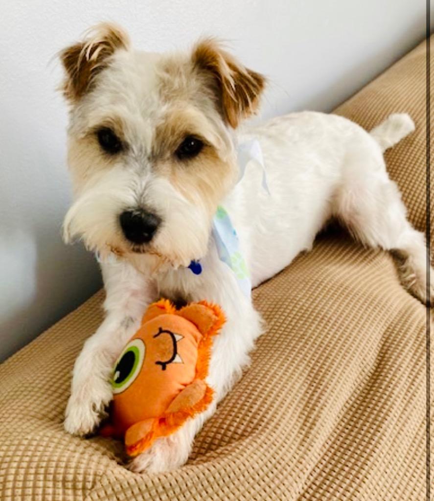 Enlarge Spud, a Adoptable mixed breed in West Bloomfield, MI image 4/6