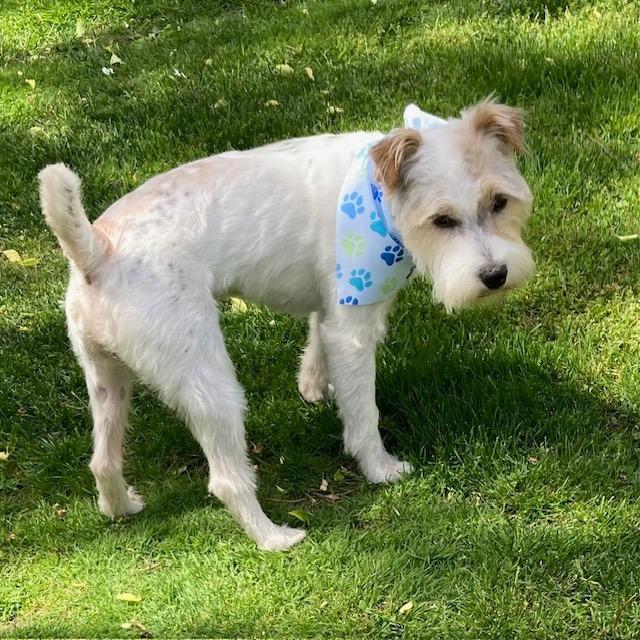 Enlarge Spud, a Adoptable mixed breed in West Bloomfield, MI image 5/6