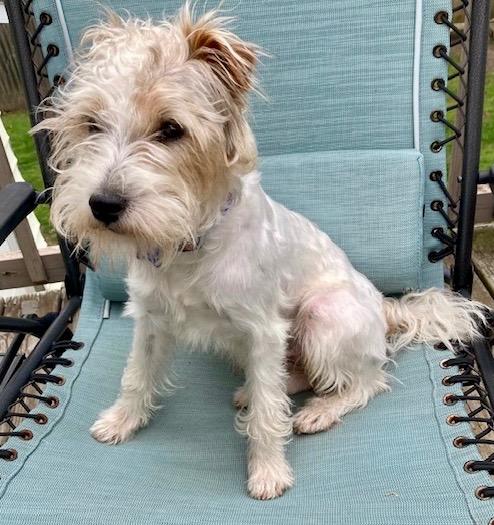 Enlarge Spud, a Adoptable mixed breed in West Bloomfield, MI image 6/6