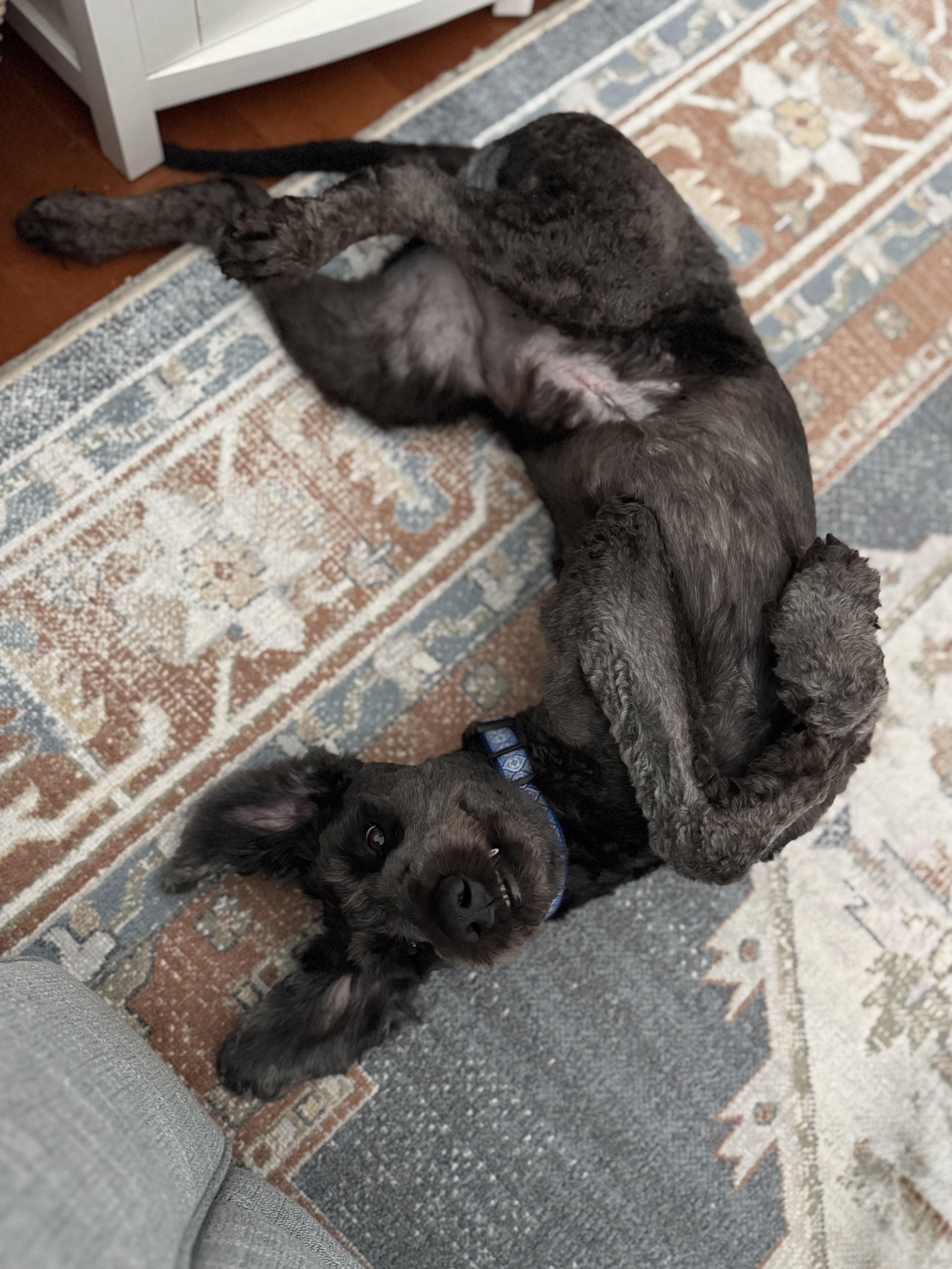 Enlarge Jerry McGuire, a Adopted Labradoodle in Murphysboro, IL image 3/4