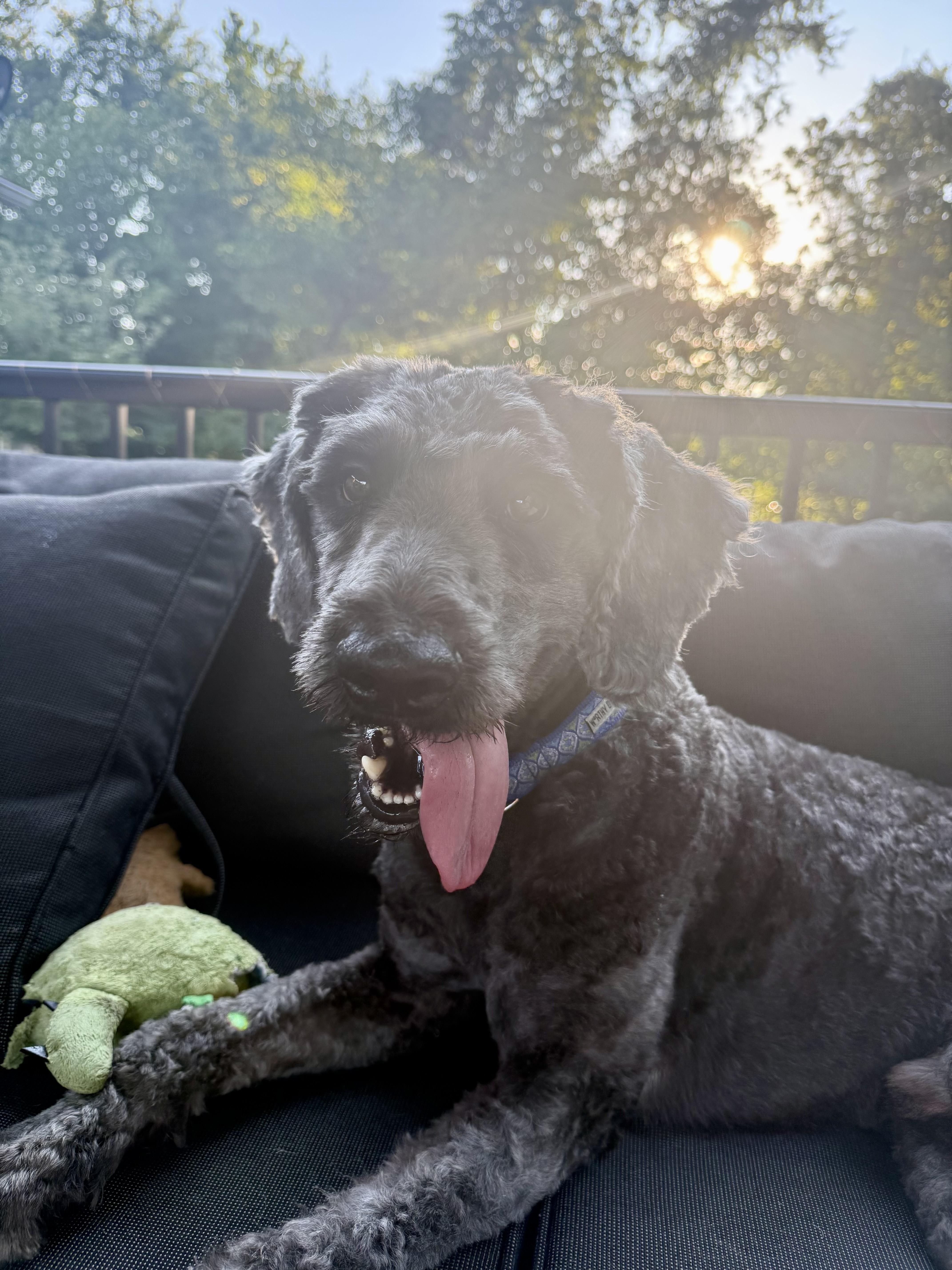 Enlarge Jerry McGuire, a Adopted Labradoodle in Murphysboro, IL image 2/4
