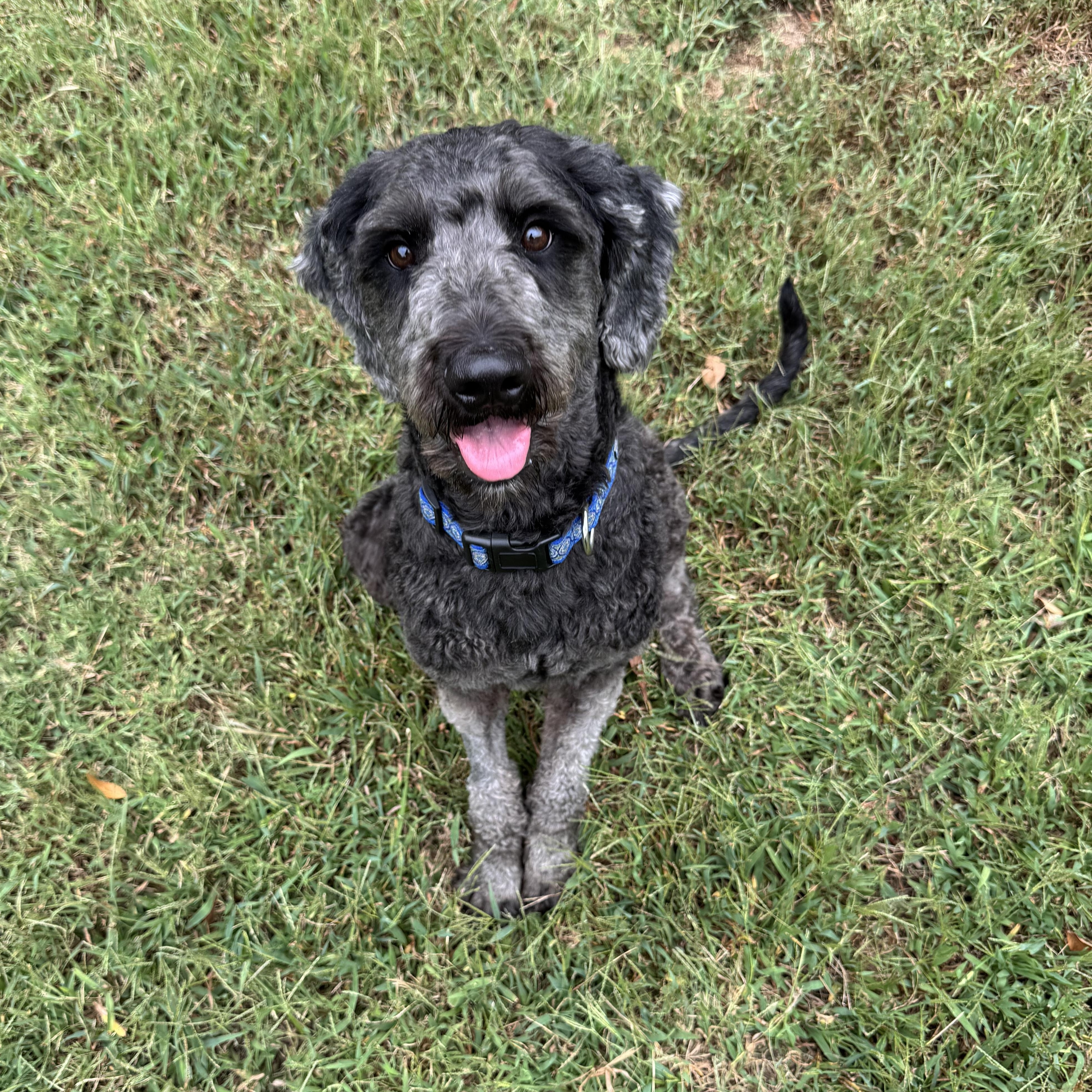 Enlarge Jerry McGuire, a Adopted Labradoodle in Murphysboro, IL image 4/4