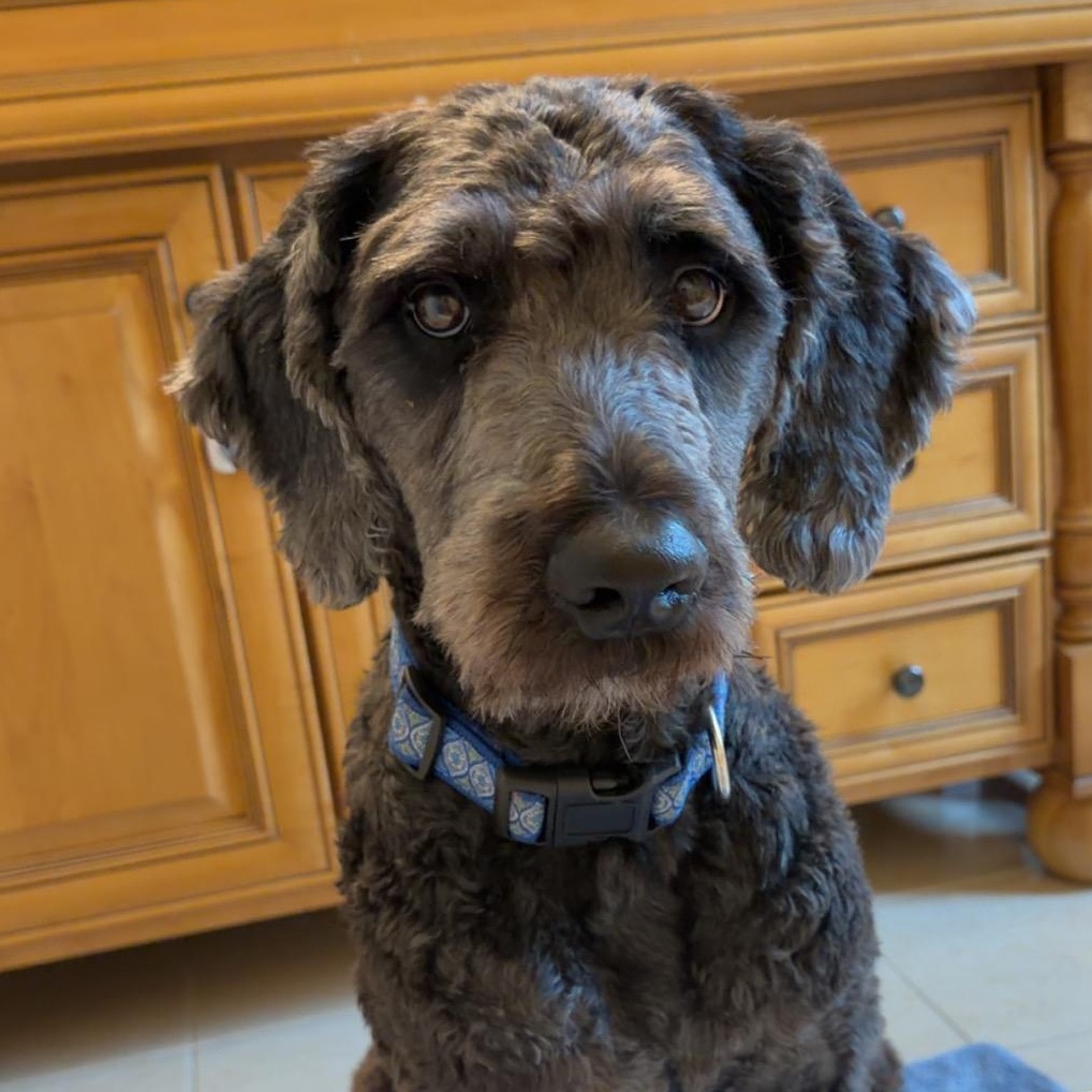 Enlarge Jerry McGuire, a Adopted Labradoodle in Murphysboro, IL image 1/4