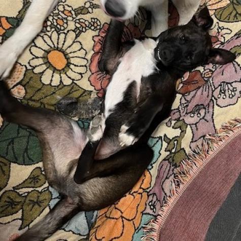 Scout, Adoptable, Adult Male Feist & Black Labrador Retriever.