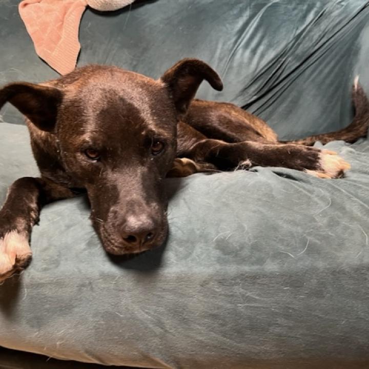 Scout, a Adoptable mixed breed in Rainbow City, AL image 2/6