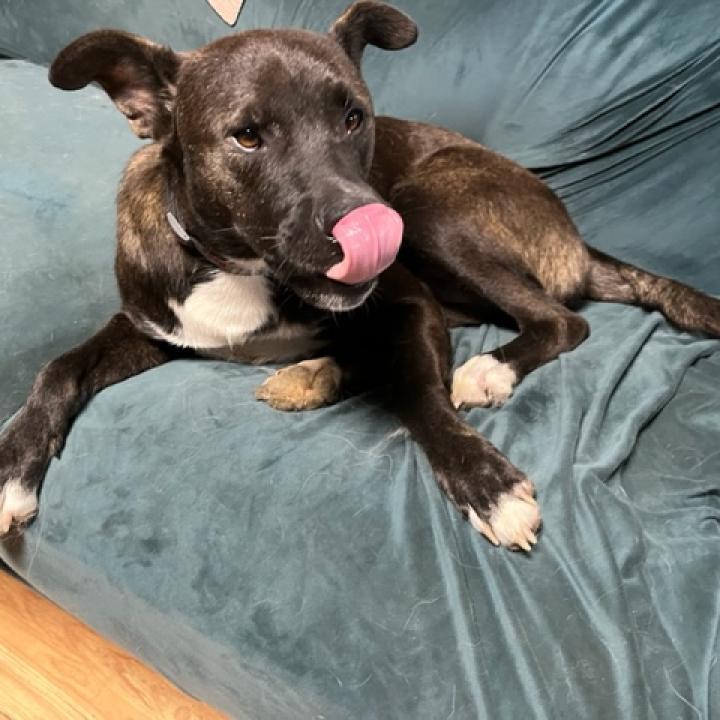 Scout, a Adoptable mixed breed in Rainbow City, AL image 3/6