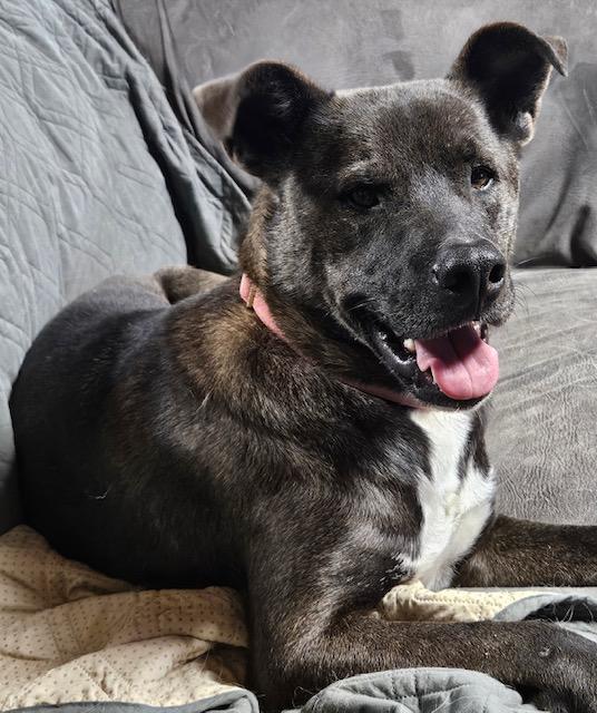 Scout, Adoptable, Adult Male Feist & Black Labrador Retriever.