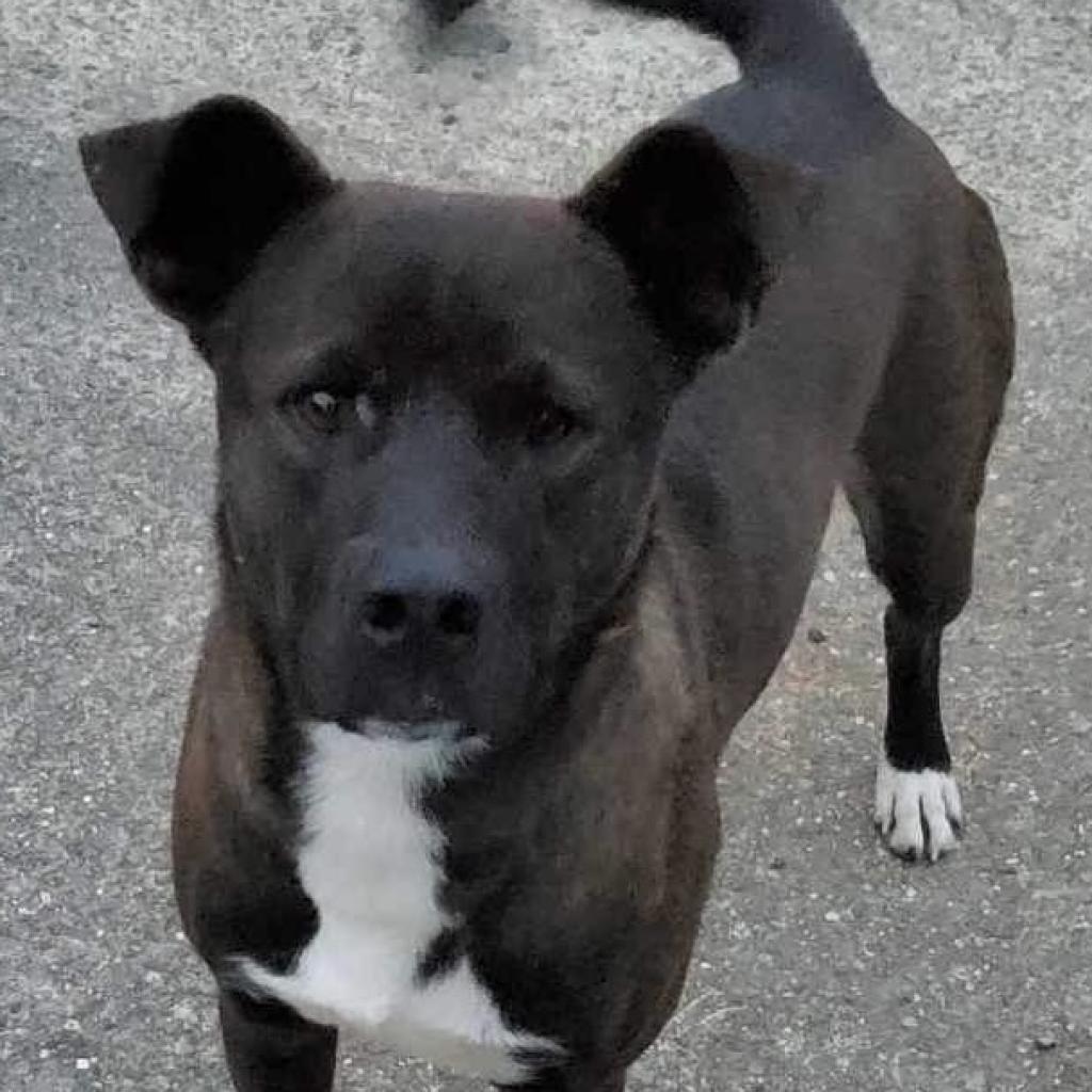 Scout, a Adoptable mixed breed in Rainbow City, AL image 4/6