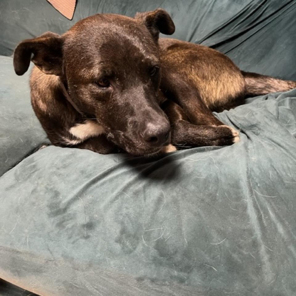 Scout, a Adoptable mixed breed in Rainbow City, AL image 5/6