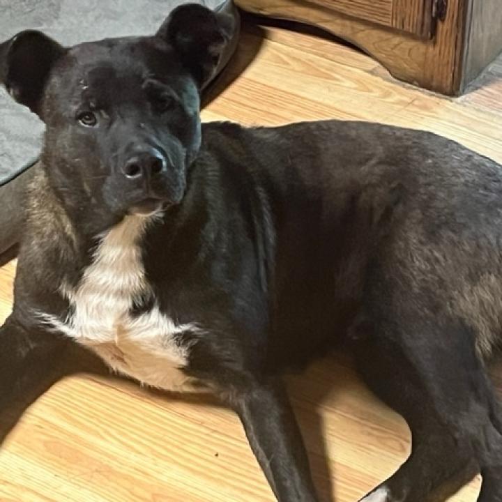 Scout, a Adoptable mixed breed in Rainbow City, AL image 6/6