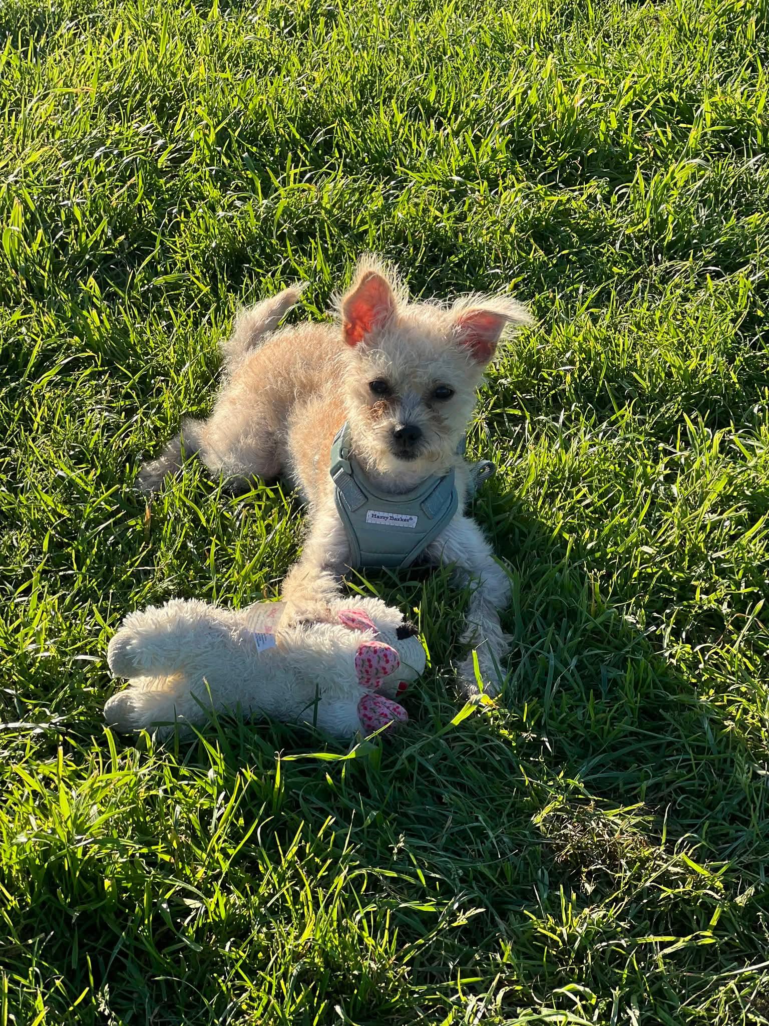 Munchie , a ADOPTABLE mixed breed in Oakland, CA image 3/6