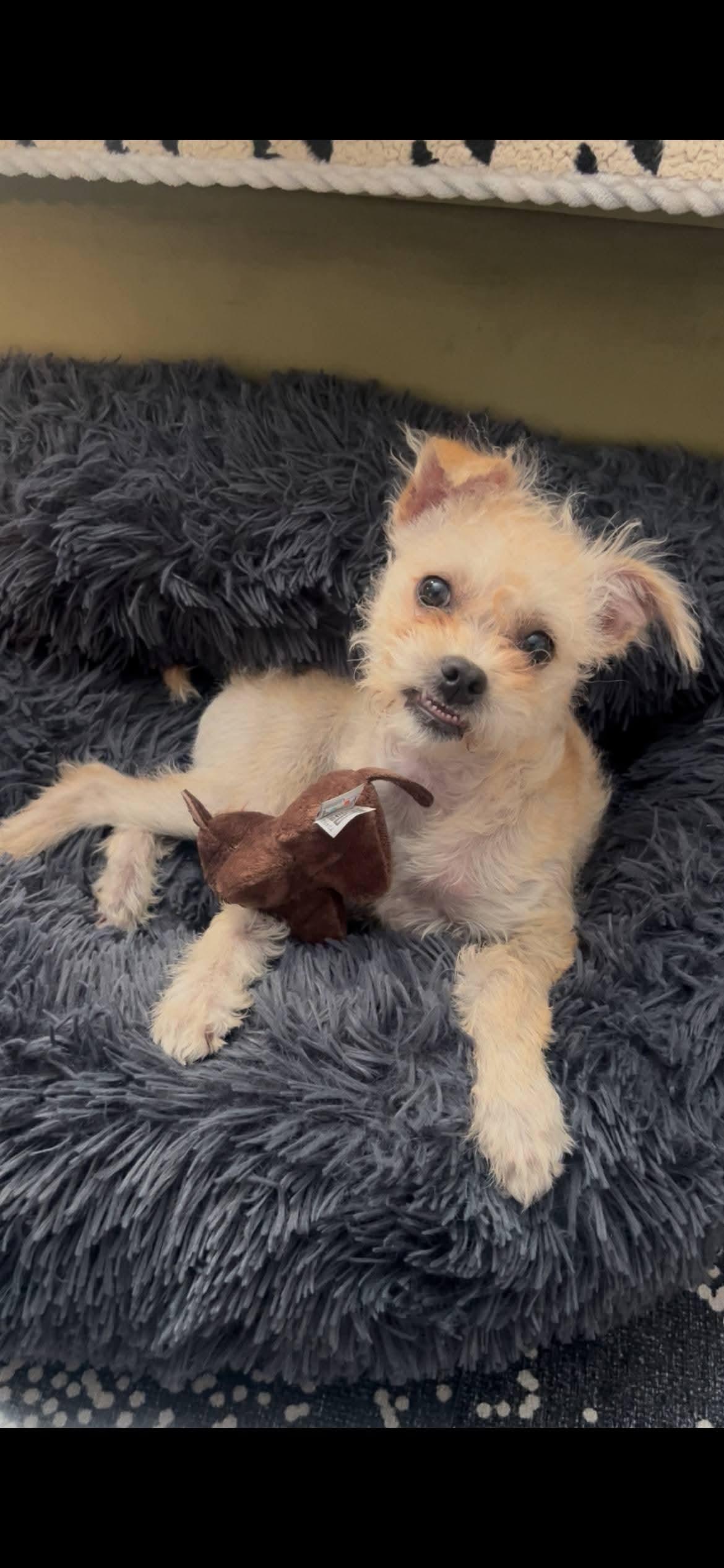 Munchie , a ADOPTABLE mixed breed in Oakland, CA image 4/6