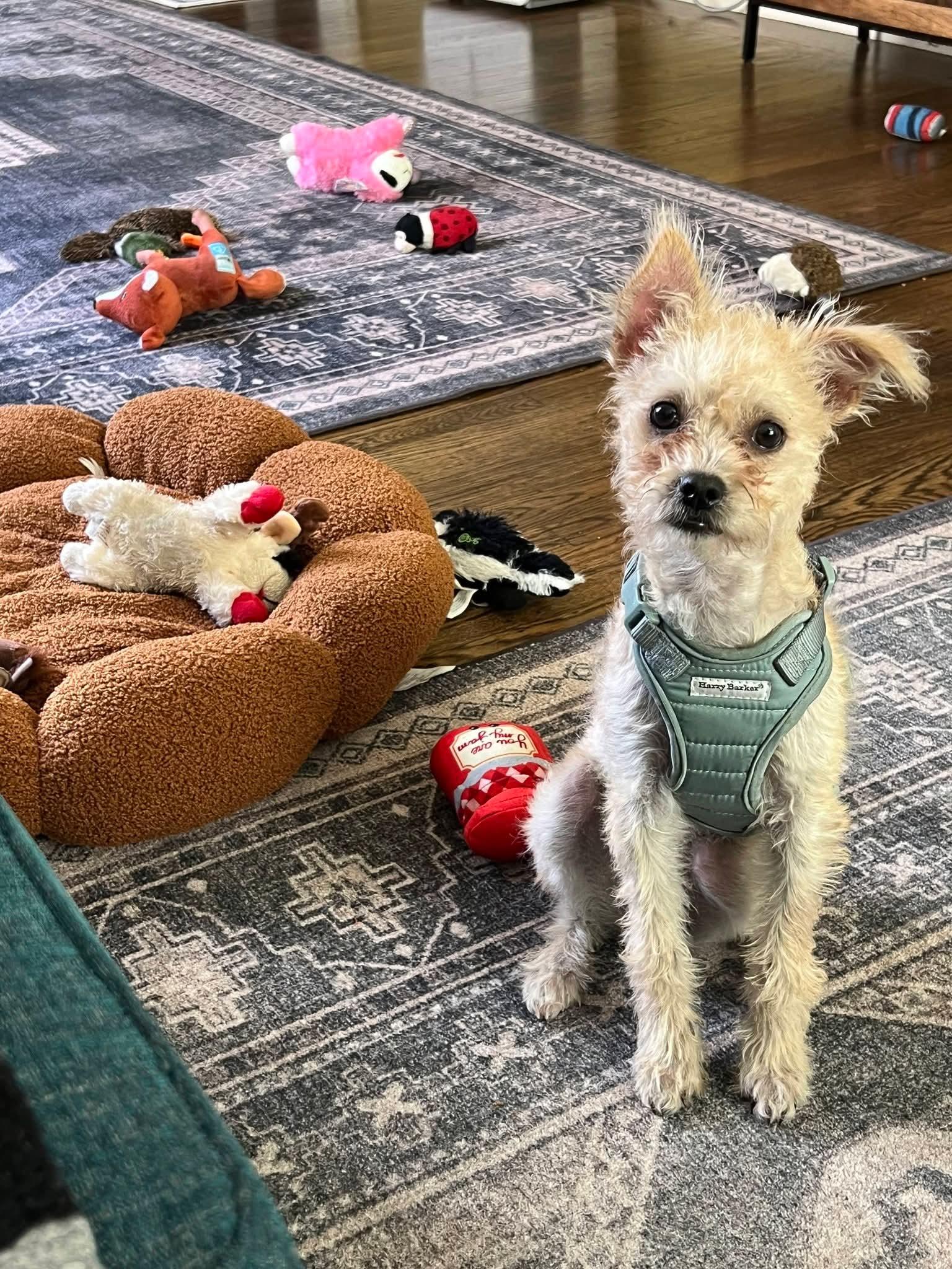 Munchie , a ADOPTABLE mixed breed in Oakland, CA image 6/6