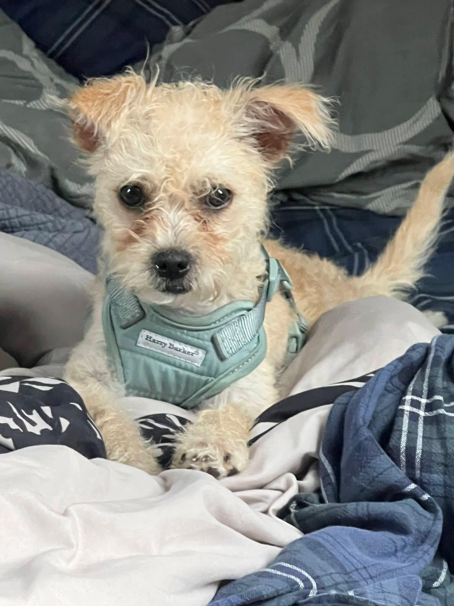 Munchie , a ADOPTABLE mixed breed in Oakland, CA image 2/6