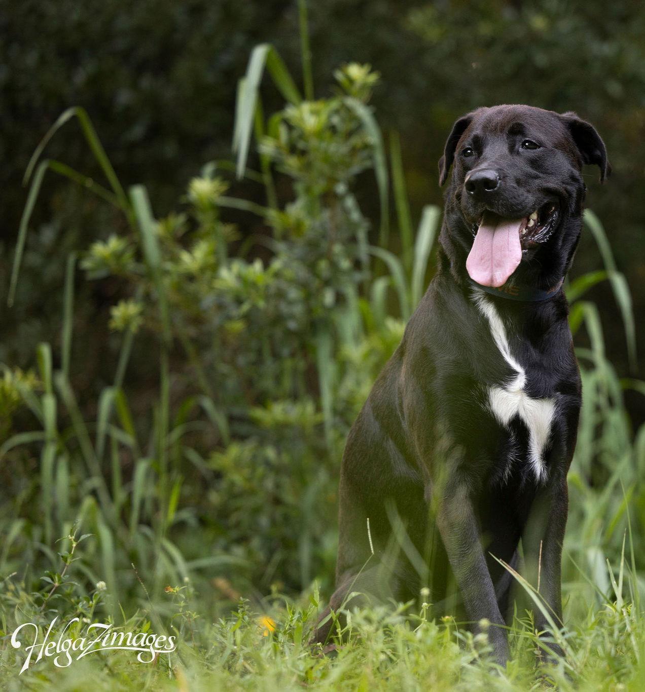Deku - M, a Adopted Labrador Retriever in Tampa, FL image 2/3