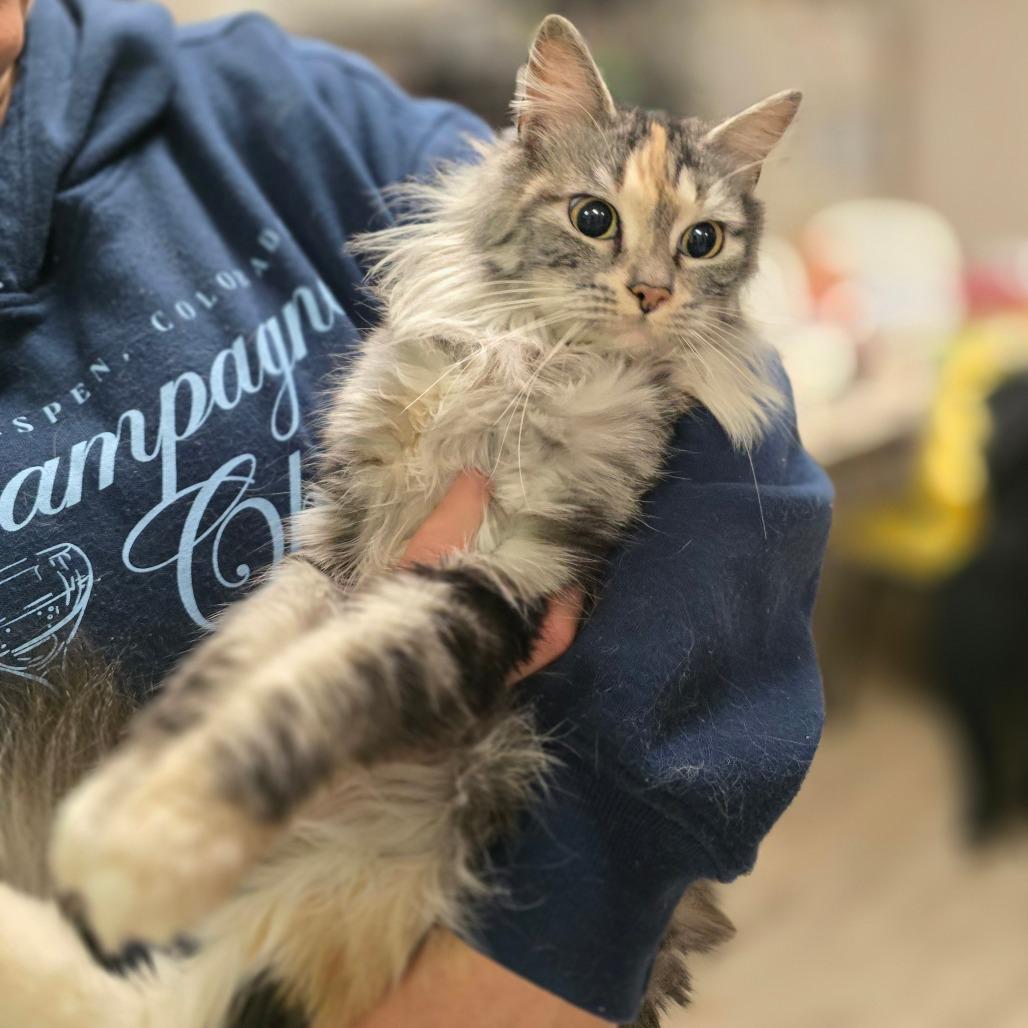 Nyxie — thumbnail 2