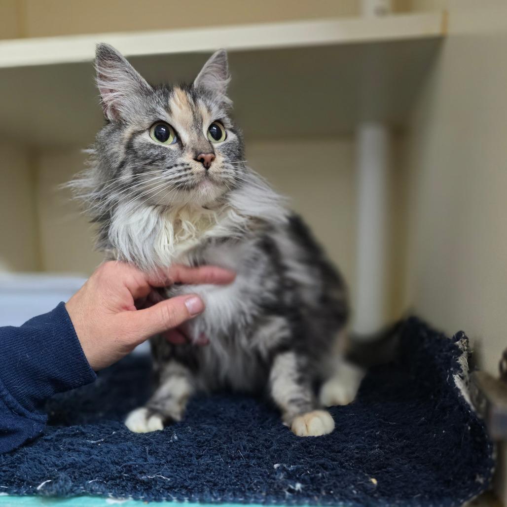 Nyxie — thumbnail 3