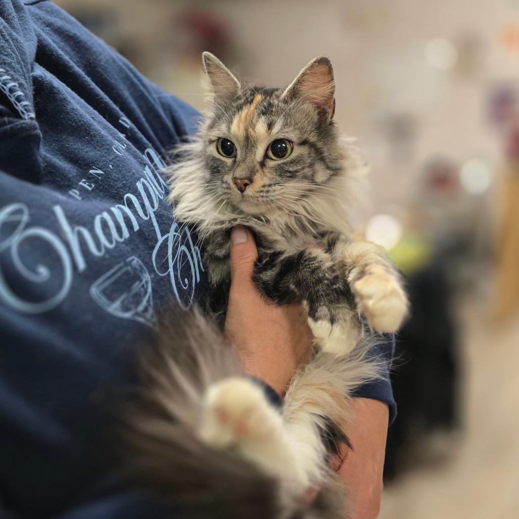 Nyxie — thumbnail 4