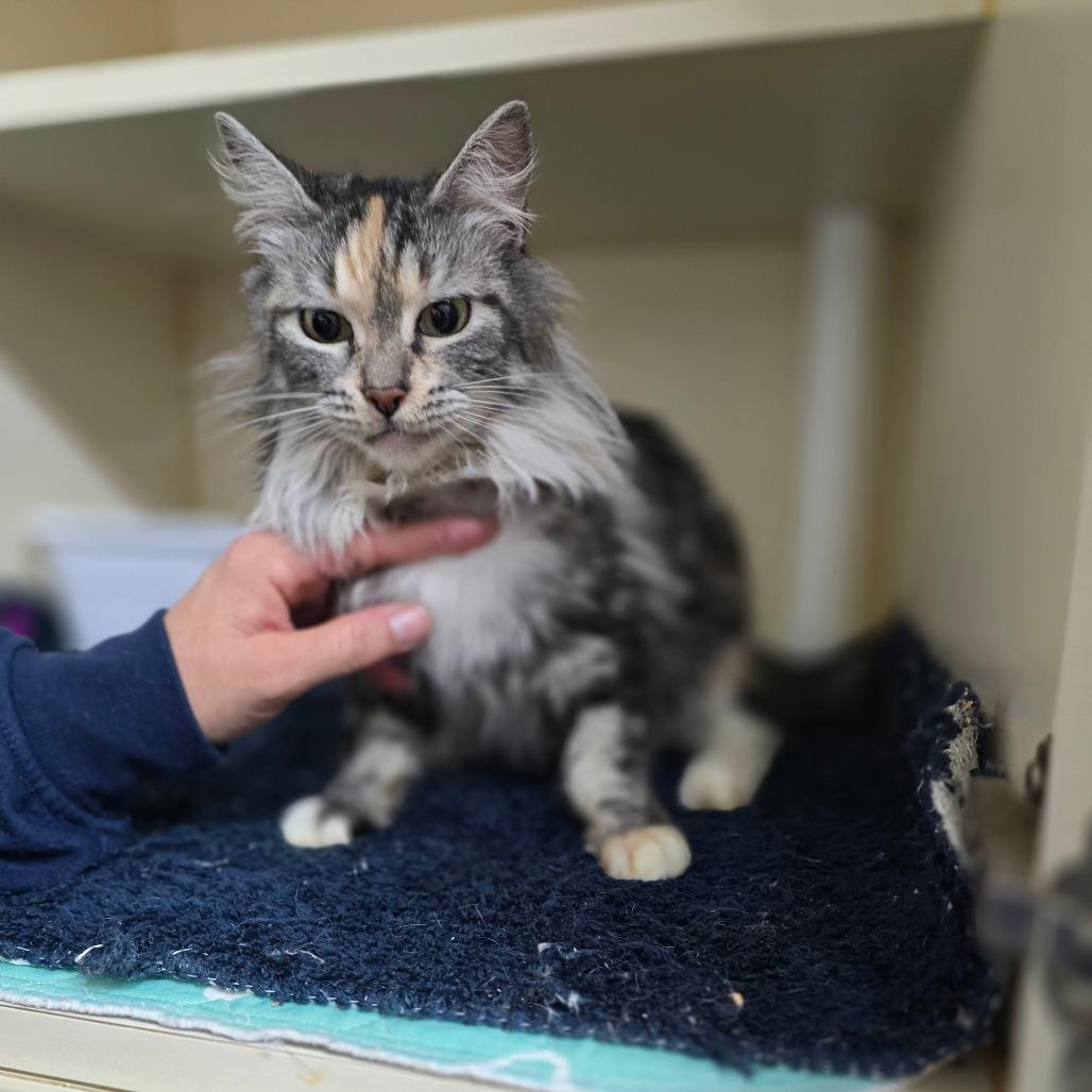 Nyxie — thumbnail 5