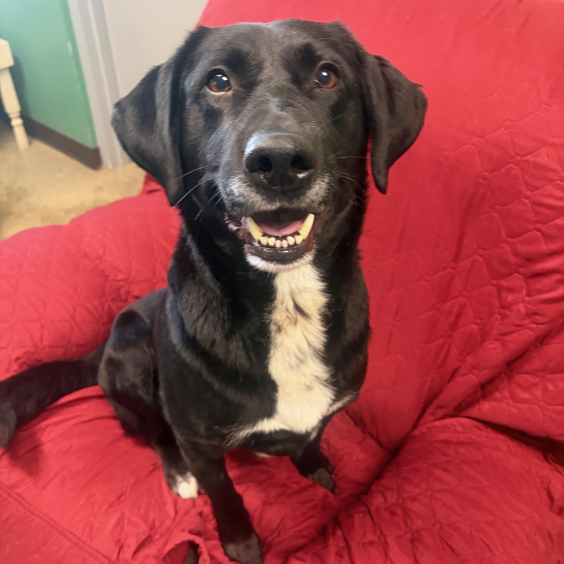 Tommy, ADOPTABLE, Adult Male Black Labrador Retriever.