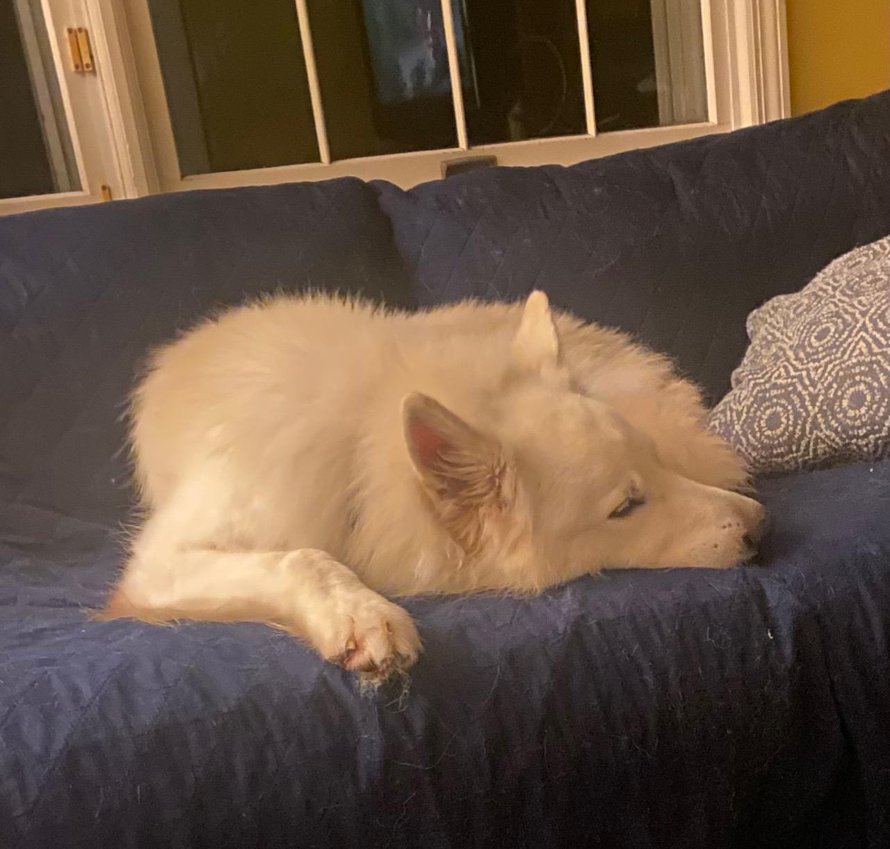 Enlarge COURTESY POST FOR WASA:  EASTON, a Adopted White German Shepherd in Westport, CT image 1/3