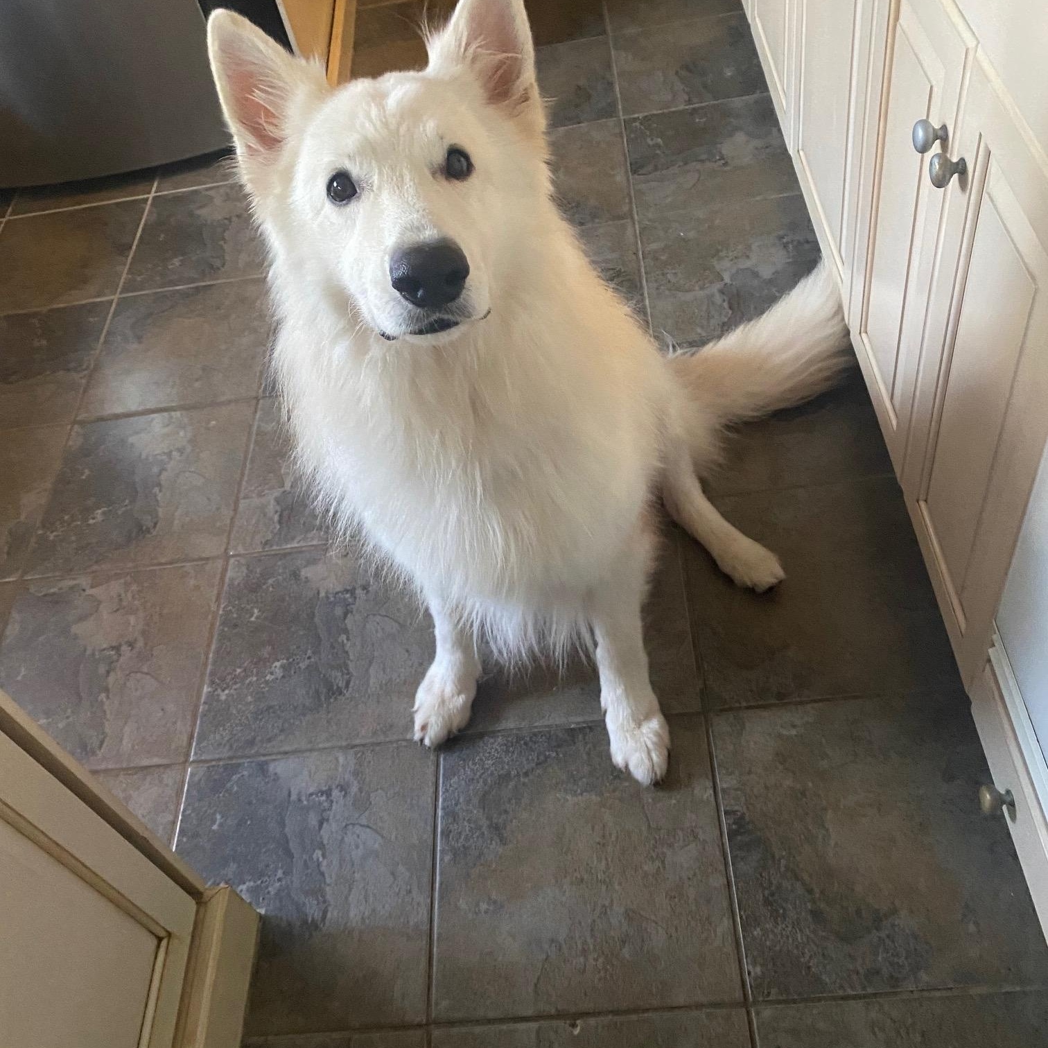 Enlarge COURTESY POST FOR WASA:  EASTON, a Adopted White German Shepherd in Westport, CT image 2/3