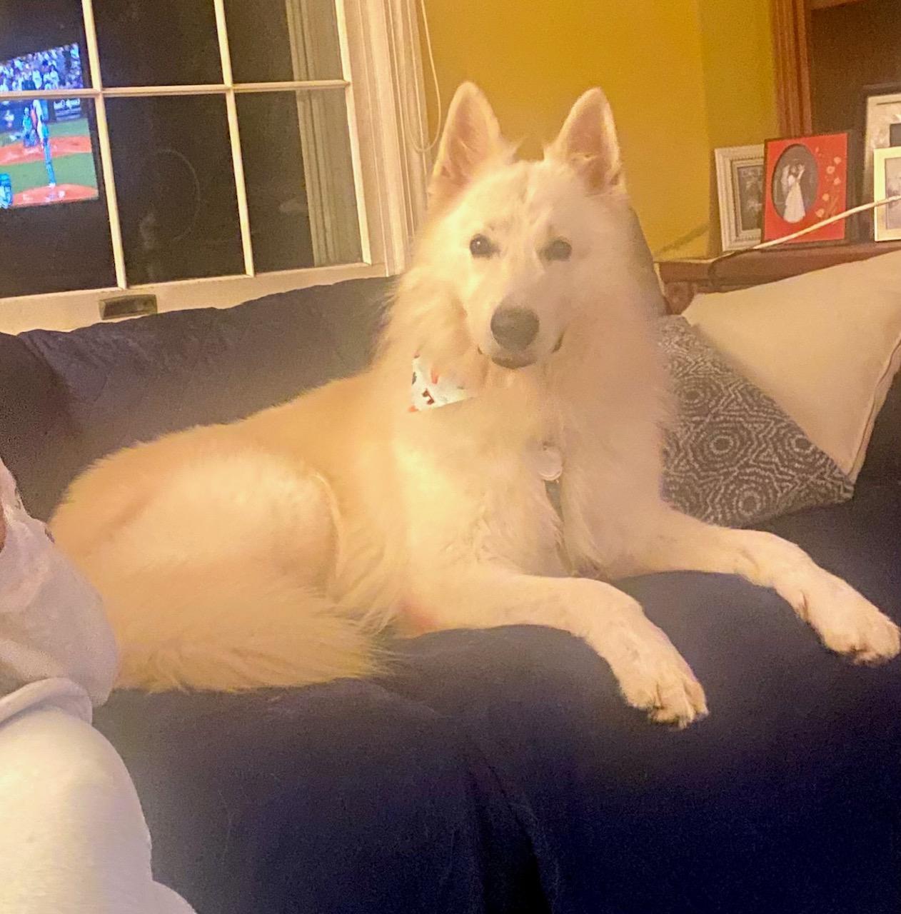 Enlarge COURTESY POST FOR WASA:  EASTON, a Adopted White German Shepherd in Westport, CT image 3/3