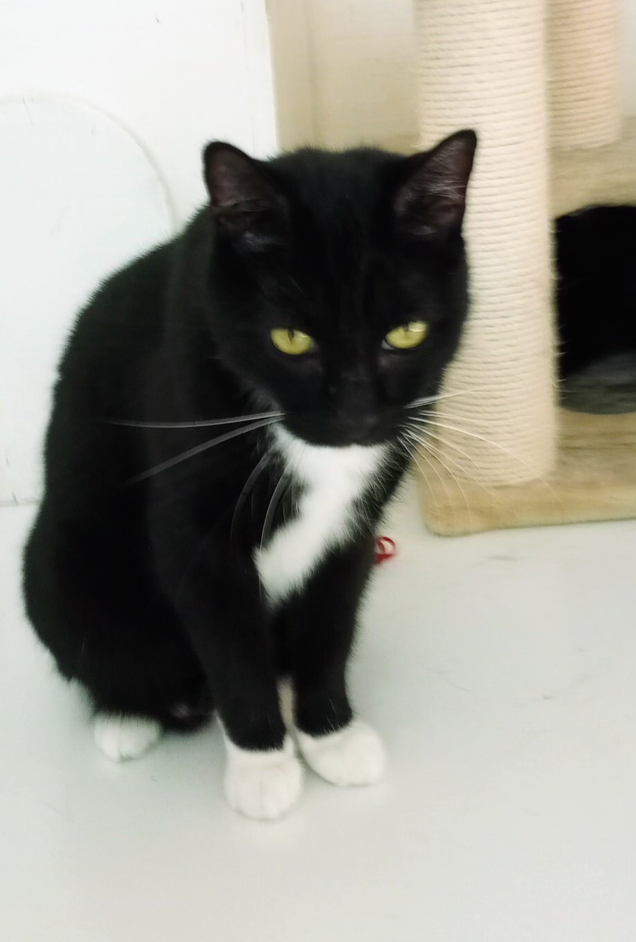 Sylvester, Adoptable, Adult Male Domestic Short Hair.