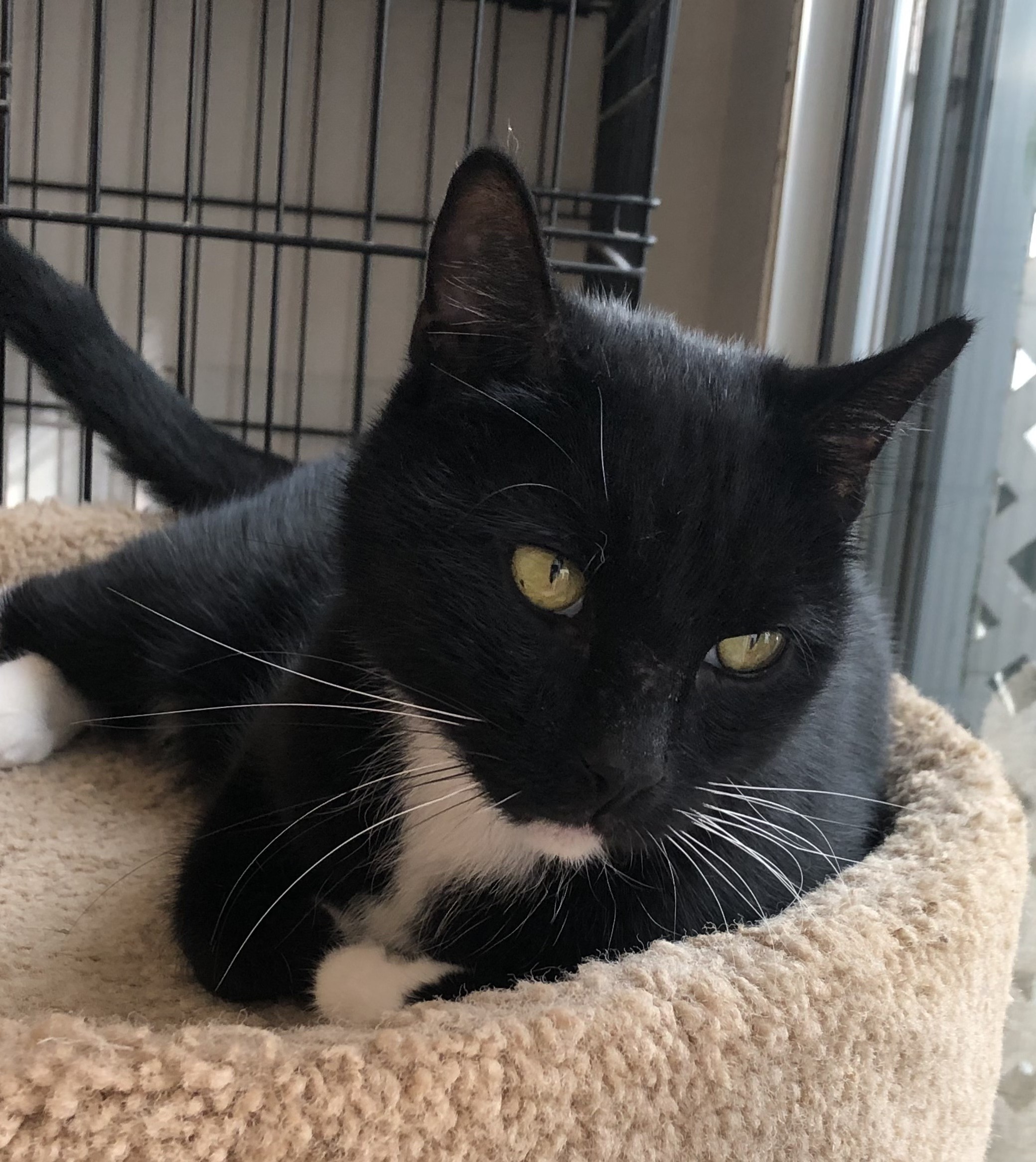 Enlarge Sylvester, a Adoptable Domestic Short Hair in Lompoc, CA image 2/2