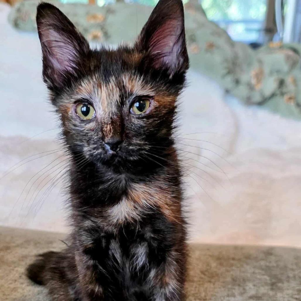 Shelly, Adoptable, Young Female Domestic Medium Hair.