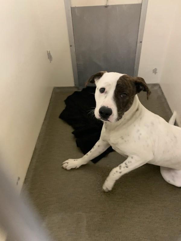 Chauncy, Adoptable, Young Male Pit Bull Terrier.