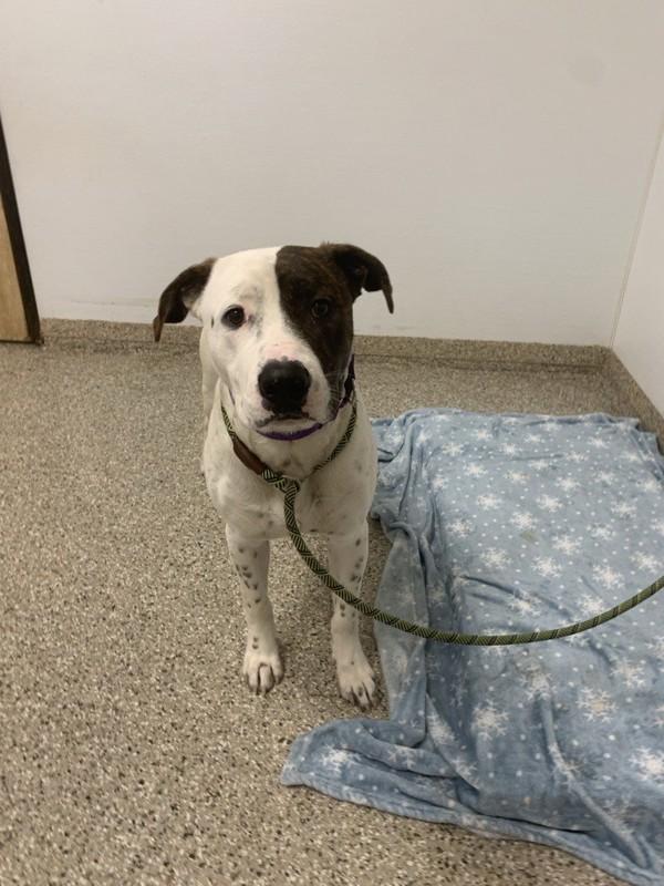 Enlarge Chauncy, a Adoptable mixed breed in Vancouver, WA image 2/2