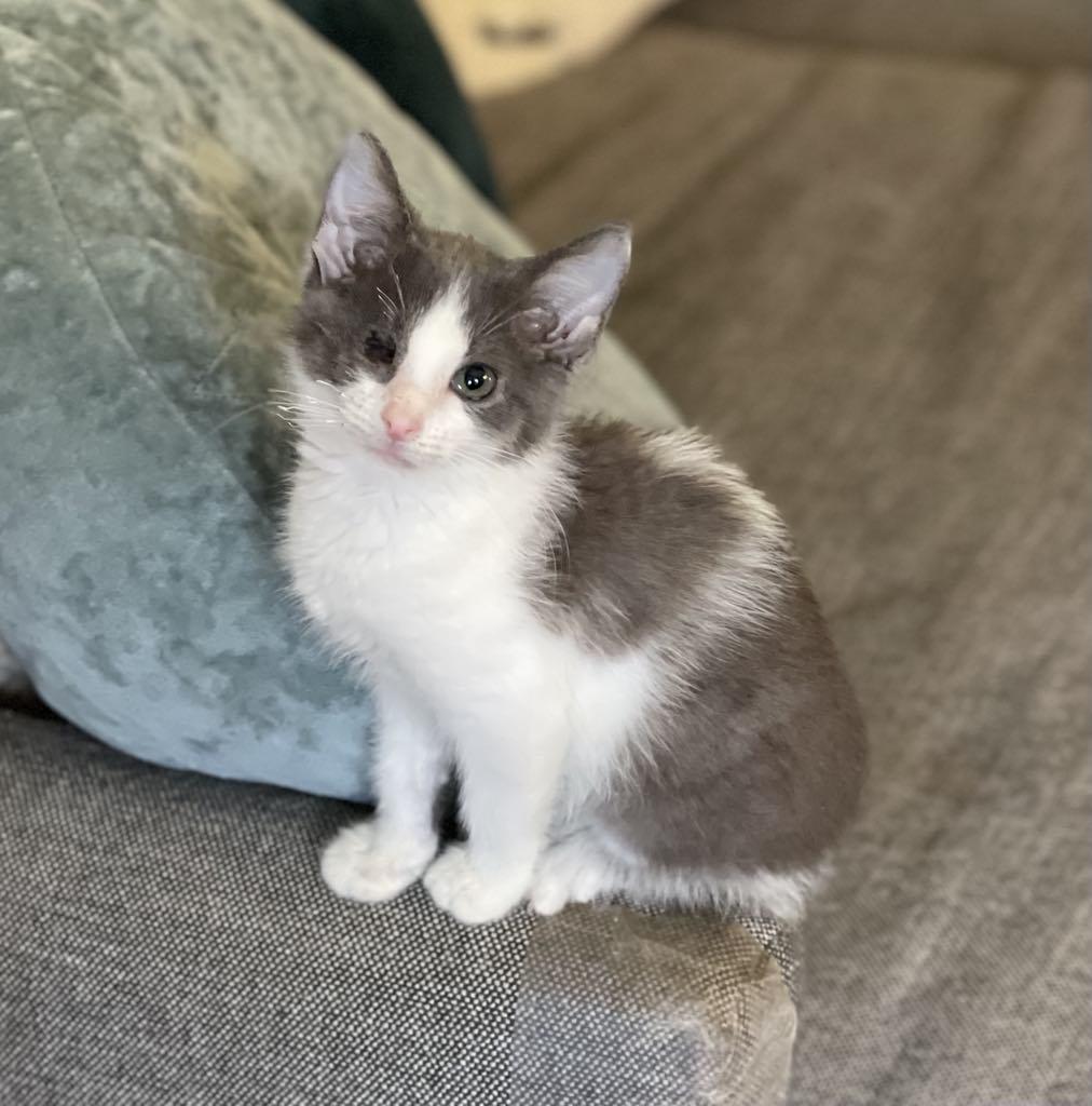 Enlarge Macy, a Adopted Domestic Short Hair in Pittsburgh, PA image 2/4